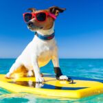 Beach Vacation Pet Care Tips How to Keep Dogs and Cats Safe, Calm, and Comfortable by the Sea