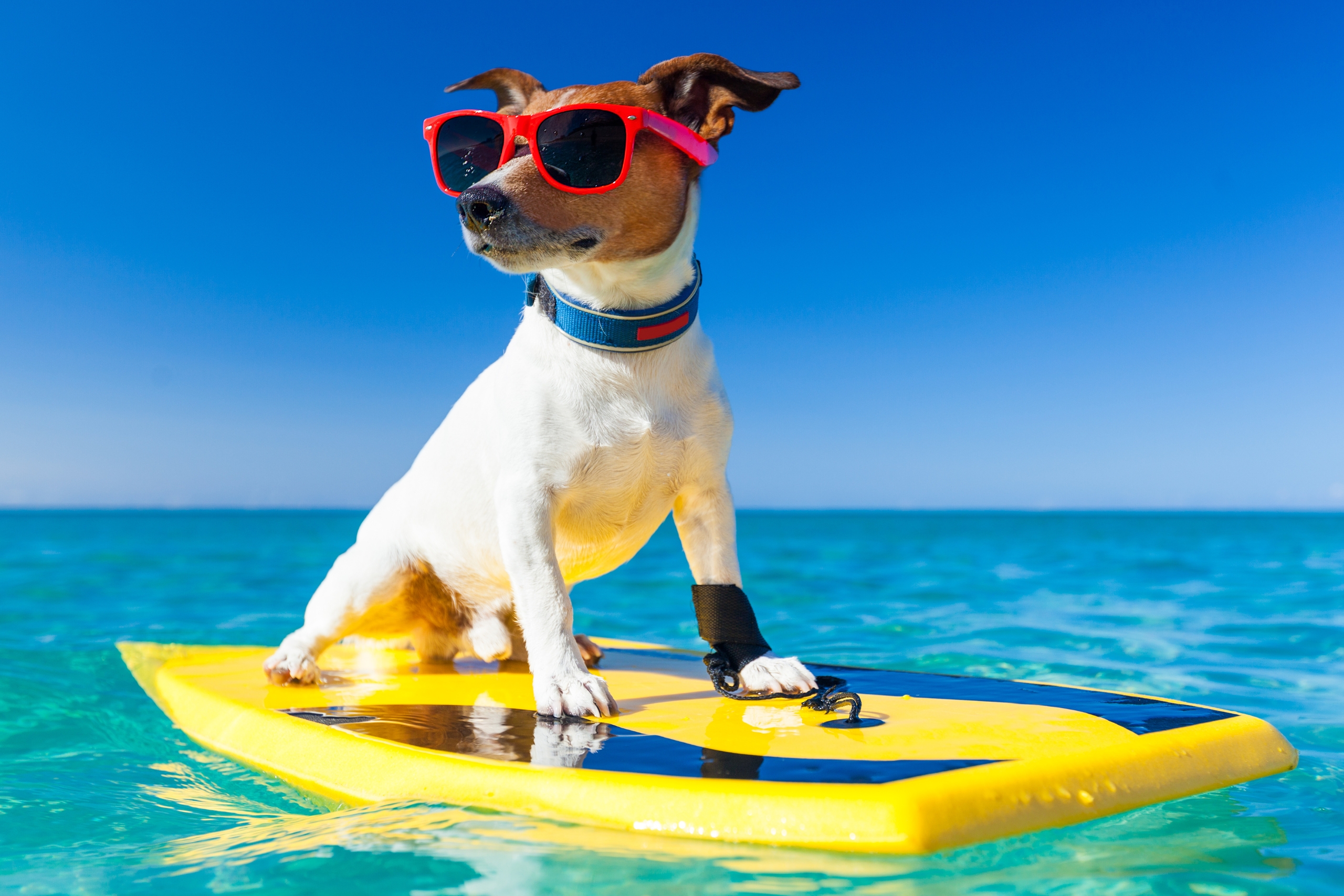 Beach Vacation Pet Care Tips How to Keep Dogs and Cats Safe, Calm, and Comfortable by the Sea